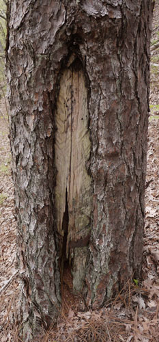 Turpentine Tree, Rebecca Mountain