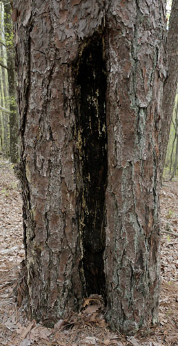 Turpentine Tree, Rebecca Mountain