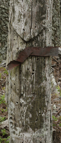 Turpentine Tree, Rebecca Mountain