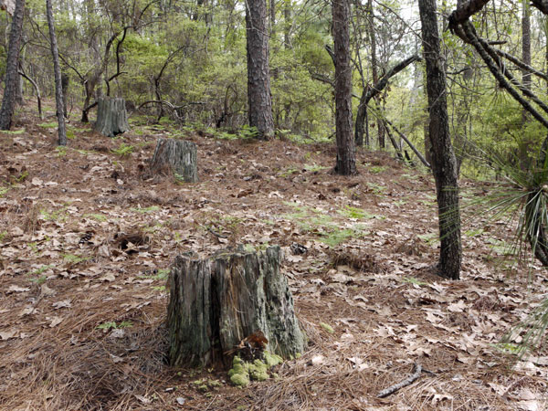 3 Large Old Stumps