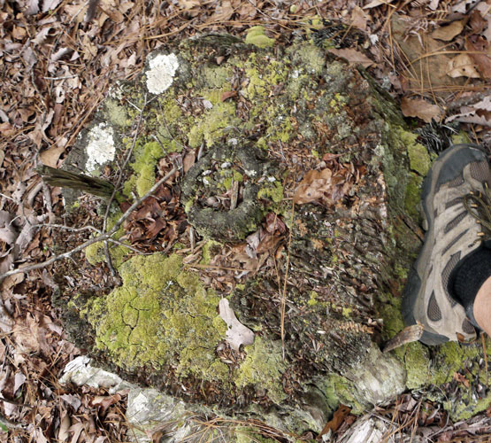 Large Stump and ~1' Boot for Comparison
