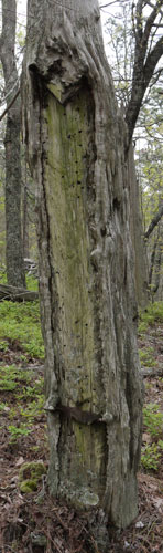 Turpentine Tree, Rebecca Mountain