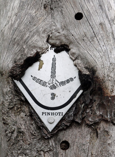 A Pinhoti Aluminum Diamond Blaze Embedded in a Tree.
