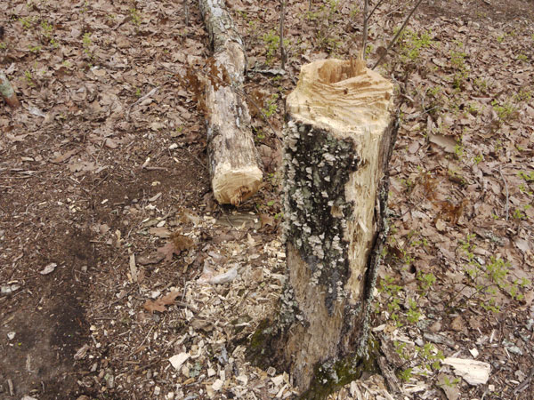 One of Many Chopped Trees near BMS