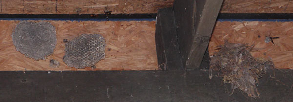 Lower Shoal Shelter Bird and Paper Wasp Nests
