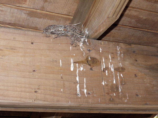 Bird Nest in Oakey Mountain Shelter