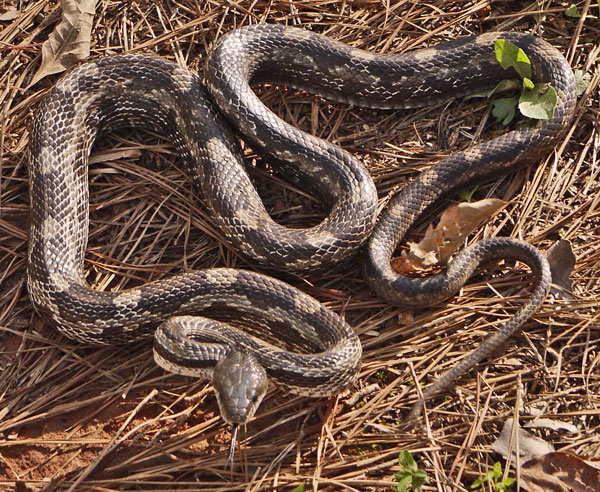 Grey Rat Snake north of Salem Church Road