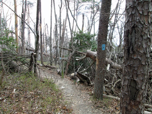 Cheaha Ice Damage